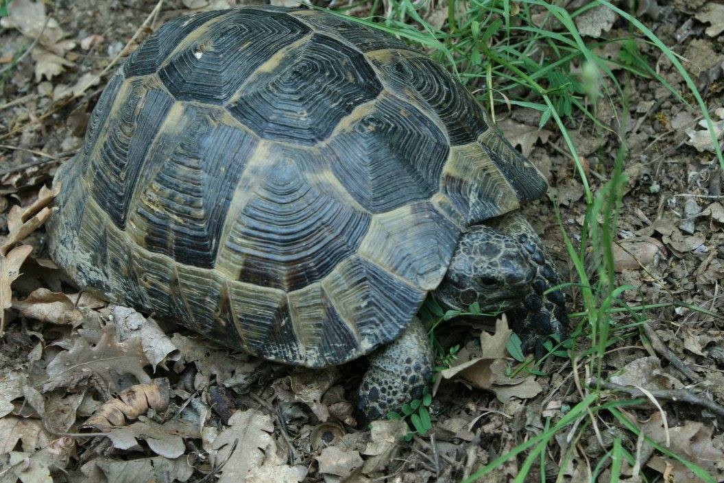 Bulgarian tortoise
